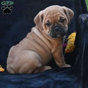 Ann, Miniature Bulldog Puppy